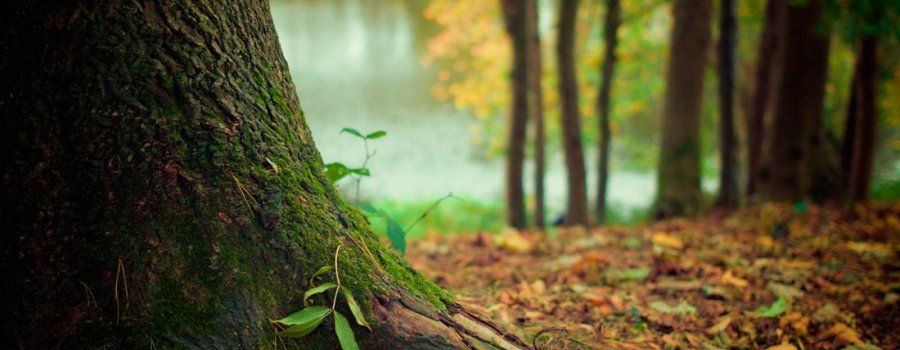Karpimart, pasión por el Medio Ambiente 2018