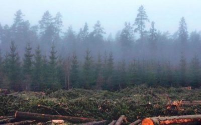 Real Decreto para asegurar la legalidad de la madera y sus productos