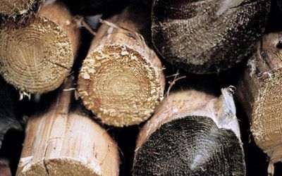 Beneficios de la Madera